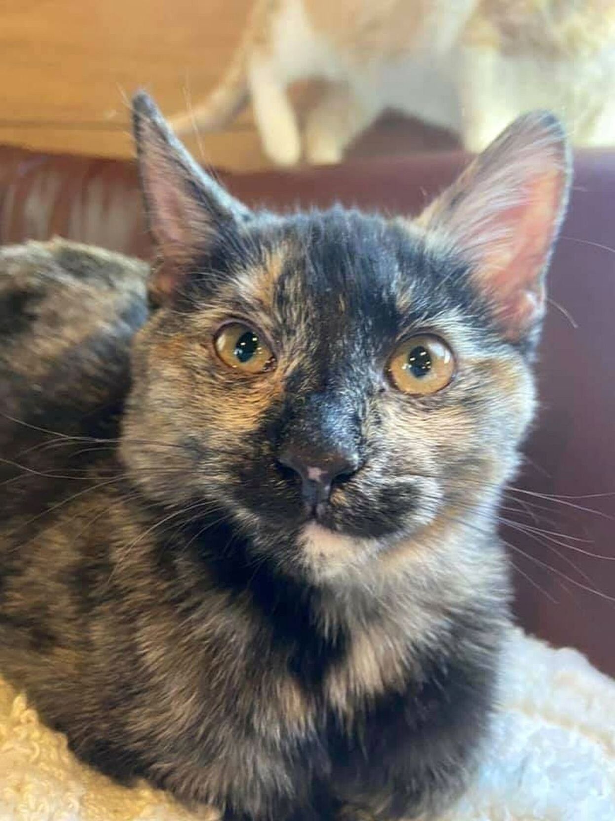 Adopt a Pet | Mocha